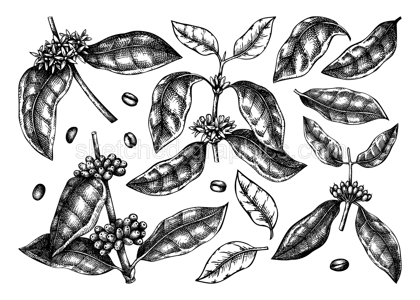 Hand sketched Coffee plants, beans, leaves and flowers bundle. Botanical illustrations on white background. Hand drawn coffee tree branches collection in engraved style. Illustration